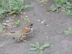 Passer montanus