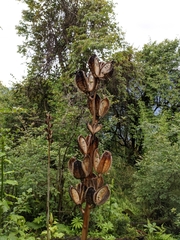 Cardiocrinum giganteum