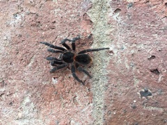 Homoeomma uruguayense