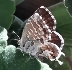 Cacyreus marshalli