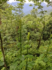 Cardiocrinum giganteum