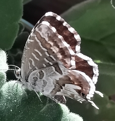 Cacyreus marshalli