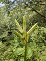 Cardiocrinum giganteum