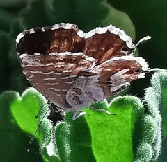 Cacyreus marshalli