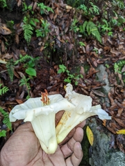 Rhododendron dalhousiae