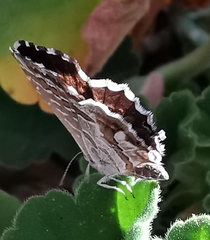 Cacyreus marshalli