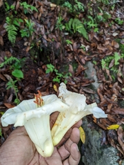Rhododendron dalhousiae