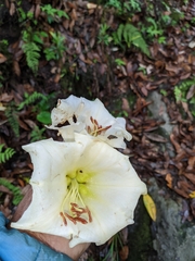 Rhododendron dalhousiae