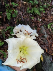 Rhododendron dalhousiae