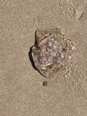 Cyanea lamarckii