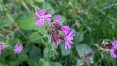 Silene dioica