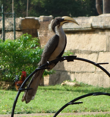 Ocyceros gingalensis