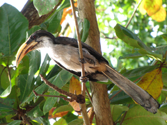 Ocyceros gingalensis