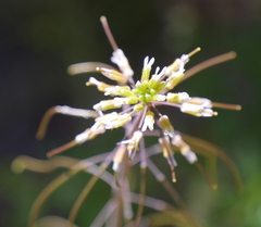 Boechera centrifendleri