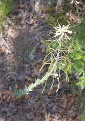 Boechera centrifendleri