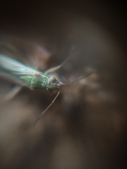 Agraphopus lethierryi