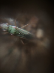 Agraphopus lethierryi