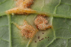 Puccinia symphyti-bromorum