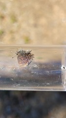 Callophrys lanoraieensis
