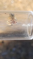 Callophrys lanoraieensis