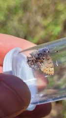 Callophrys lanoraieensis