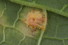 Puccinia symphyti-bromorum
