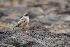 Muscisaxicola capistratus