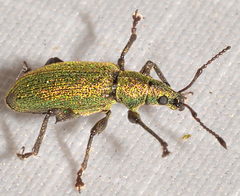 Phyllobius intrusus