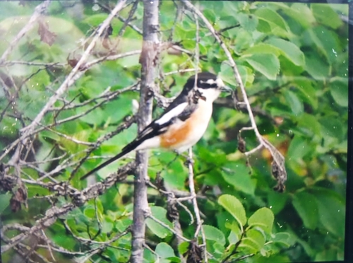 Alcaudón núbico (Lanius nubicus)