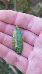 Phyllonorycter ledella