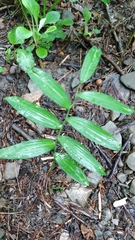 Polygonatum biflorum