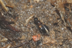 Hirticomus hispidus