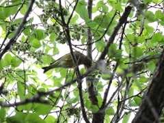 Chloris chloris