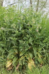 Puccinia symphyti-bromorum