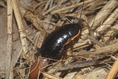 Loboptera canariensis