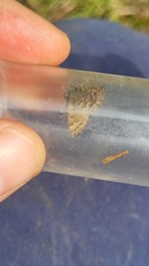 Callophrys lanoraieensis