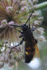Megascolia maculata flavifrons