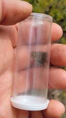 Callophrys lanoraieensis