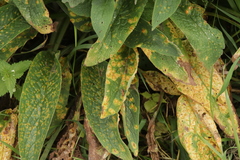 Puccinia symphyti-bromorum