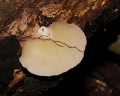 Crepidotus nephrodes