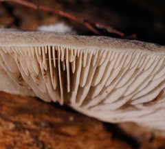 Crepidotus nephrodes