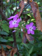 Phlox floridana