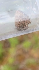 Callophrys lanoraieensis