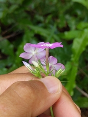 Phlox floridana