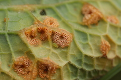 Puccinia symphyti-bromorum