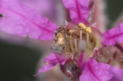 Nanophyes