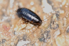 Loboptera canariensis