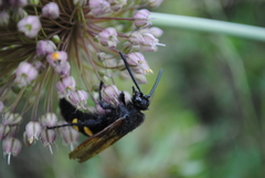 Megascolia maculata flavifrons