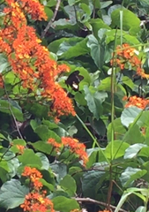 Papilio nephelus annulus