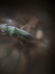 Agraphopus lethierryi